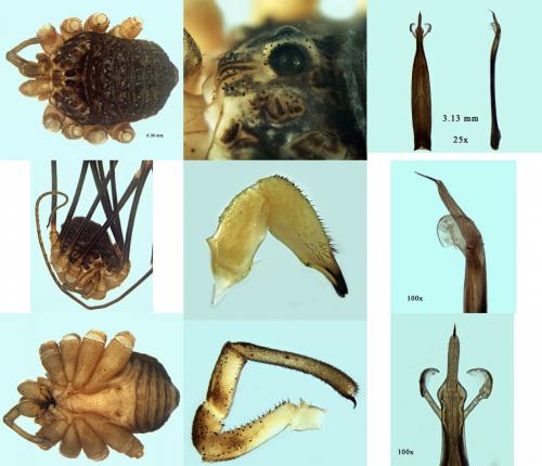 Réf. 222 316 : Gyas annulatus